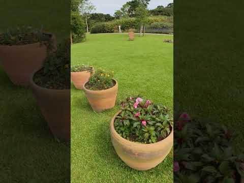 Mátria: 9 Millones de Flores!  #vacaciones #turismo #brasil