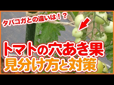 , title : '家庭菜園や農園のトマト栽培でトマトに穴が！！これは病気？タバコガ？その見分け方と対策を徹底解説！【農園ライフ】/Tips for measures when tomatoes have holes.'