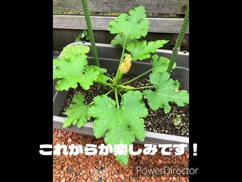 ズッキーニが大きくならないのはなぜですか? 6つの原因とその解決策をご紹介します！  庭園