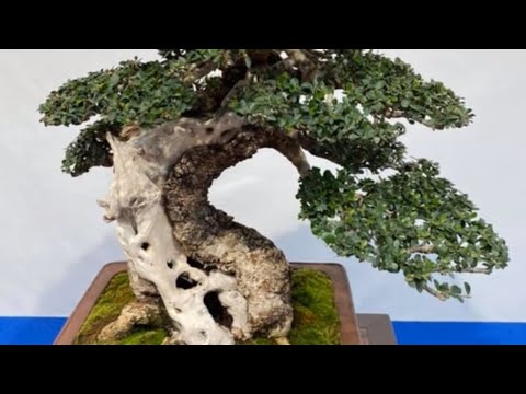 The Trophy 2020 International Bonsai Show GENK BELGIUM #8