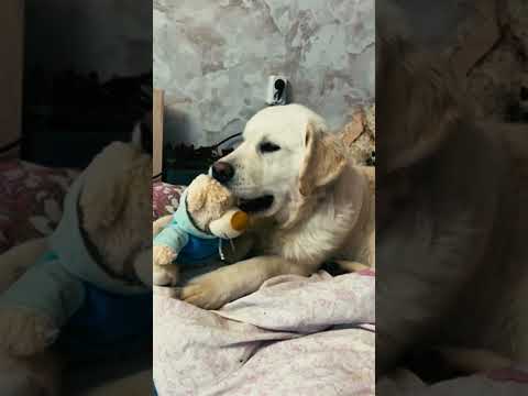 Golden Retriever puppy for sale