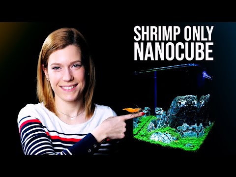 Beautiful Dennerle Nanocube with SHRIMP ONLY