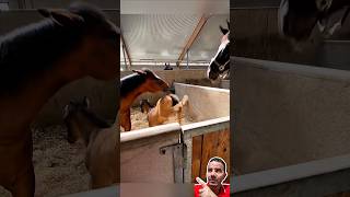 Potro ATACA e Surpreende Cavalo 😳🐴