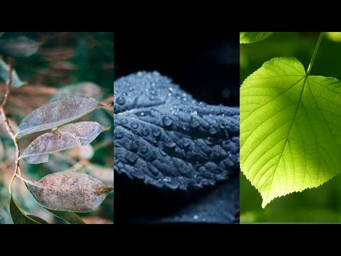 Wallpaper Images For Mobile | Leaf Wallpapers | Nature Wallpaper | Mobile Wallpapers/Background Pics