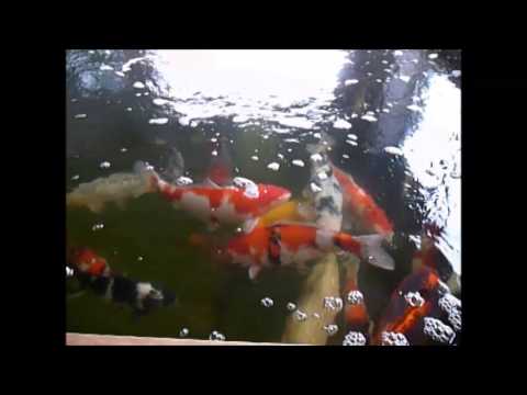 19.01.2014 Zu Besuch bei einem Koiliebhaber