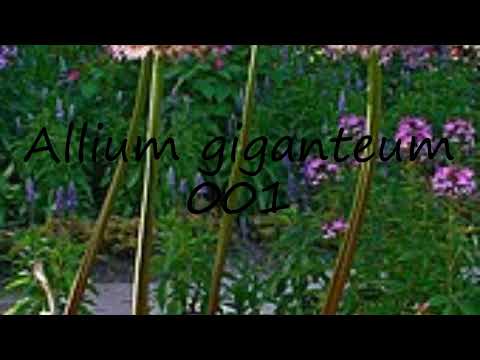 How to pronounce Allium giganteum 001 in Dutch?