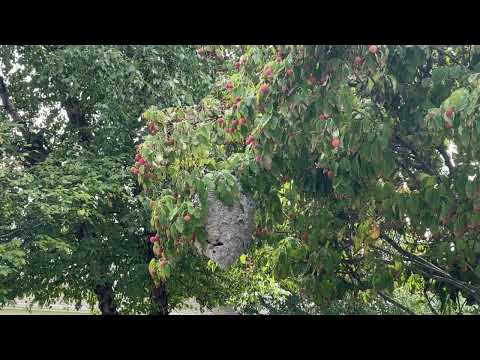 Bald-Faced Hornets Like to Hangout in the...