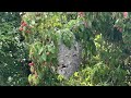 Bald-Faced Hornets Like to Hangout in the Yard in Manalapan, NJ