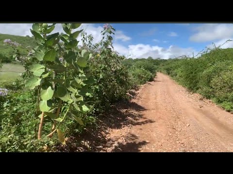 VEJA O PODER DA NATUREZA! Adustina-ba, Nordeste brasileiro.