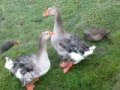 GREY SEBASTOPOL GEESE GREY SMOOTH BREASTED BY CHESHIRE POULTRY IN THE UK