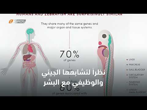 فيديو | اكتشاف علمي فريد ... قلبك يمتلك دماغه الخاص!