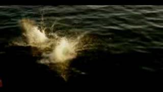 Bulldog- Un dos tres