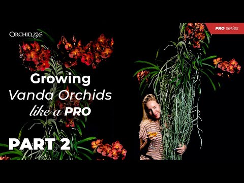 Growing Vanda Orchids Like a Pro part 2
