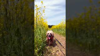 【しゃくれ犬クレール】 菜の花畑のコーナーを華麗に曲がるトイプードル 【犬の日常】