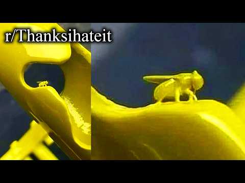 r/TIHI | finally, painted fly