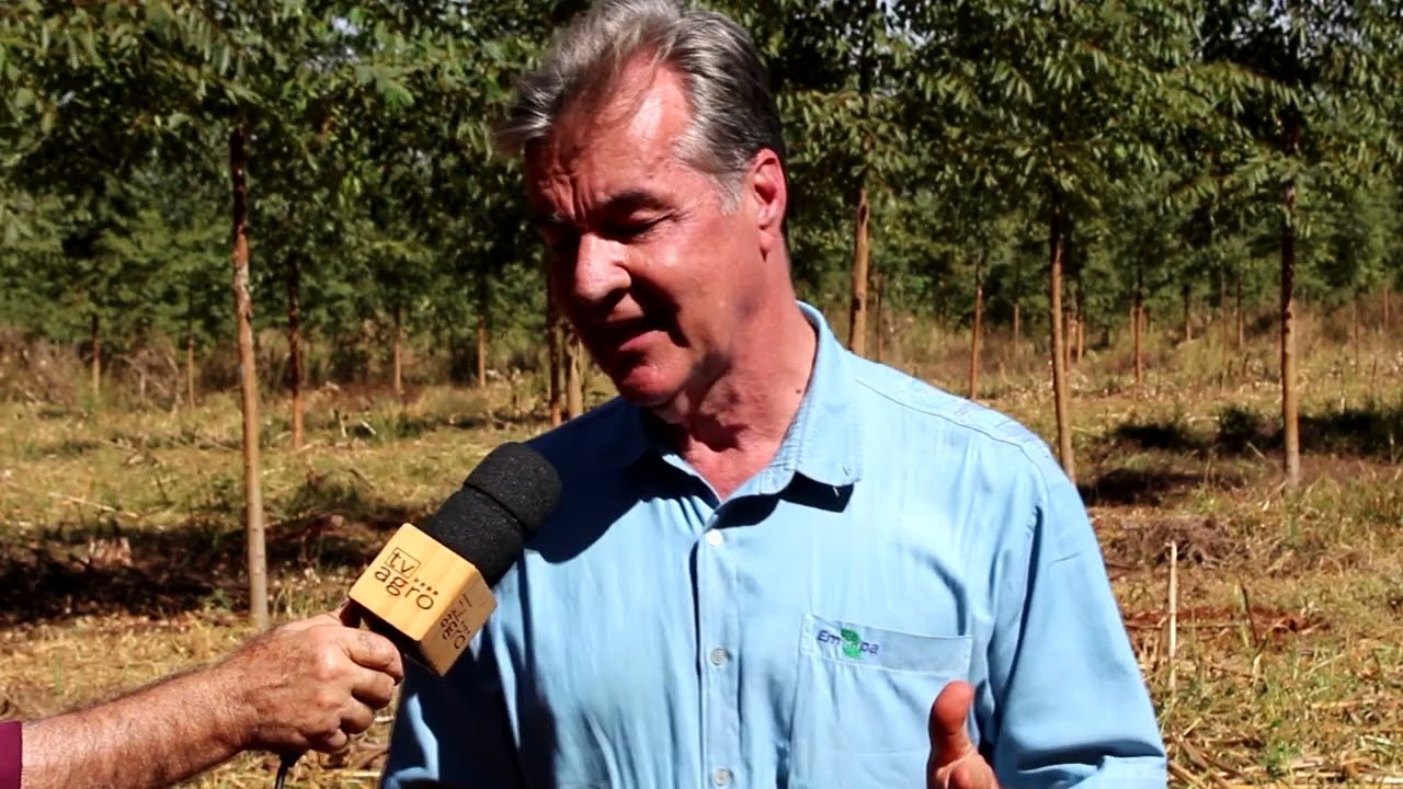 ILPF DERRUBA VALOR DA @ PRODUZIDA