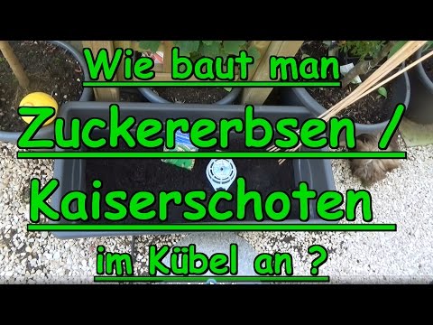 , title : 'Zuckererbsen Kaiserschoten anbauen /pflanzen im Kübel ! Selbstversorgung im kleinen Garten'