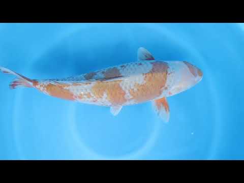 JKS Online Auction: 22nd JKS-AC 22-01 - 3Y Ochiba shigure 63 cm Female