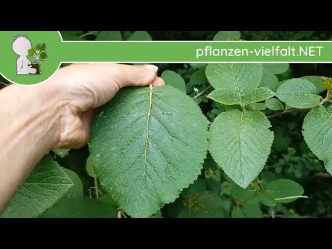 Wolliger Schneeball - Blatt/Blätter - 09.05.18 (Viburnum lantana) - Bäume (Blätter) bestimmen