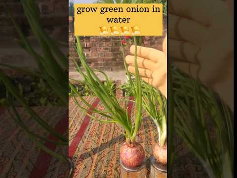, title : 'growing spring onions#grow onion in water bottle#gardening'
