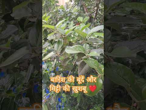 बारिश की बूंदें और मिट्टी की खुशबू ❤️ | सबसे खूबसूरत मानसून एहसास | Rain Feel Poetry Hindi