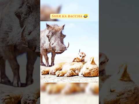 Ye To Sher Ka Baccha Hai 😜 | The Lion King Funny Scene | #shorts #trending #viral
