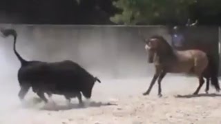 WhatsApp Videos Bull VS Horse Funny Videos 2017