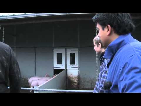 MaSreport - Maatschappelijke Stage op een biologische varkensboerderij.flv