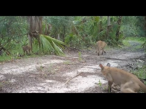 Florida panthers hit with mysterious walking disorder