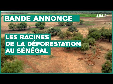 Bande d'annonce : Les racines de la déforestation au Sénégal.
