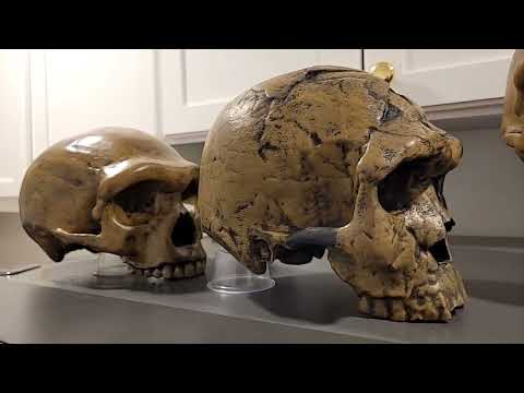 Homo Sapiens Idaltu, Herto Man compared with The Reconstructed Denisovan Harbin Cranium.