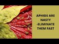 Aphid control 1tbsp dish soap and 1qrt water spray #shorts