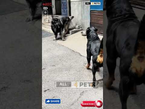 Rottweiler vs Caucasian Shepherd: Which Guardian Dog Dominates?" #youtubeshorts #shorts #rottweiler