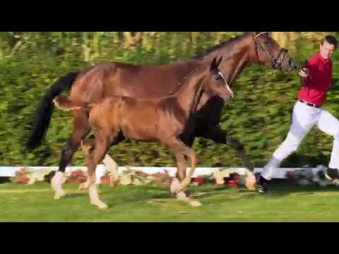 64 Soleil  SF v. Sir Heinrich - Quaterback