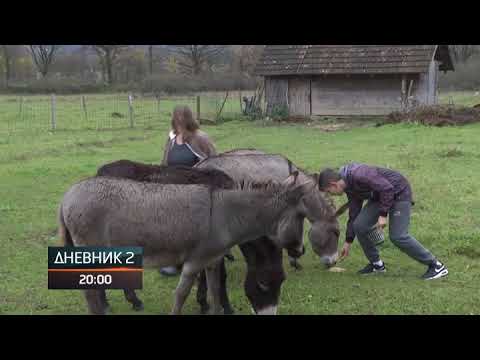 Magareće mlijeko kao lijek, litar i do 100 KM