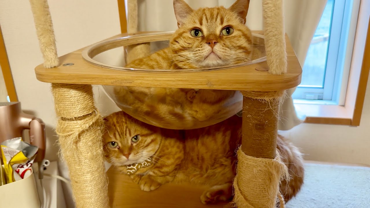 ぼくたち別に仲悪くないのん。