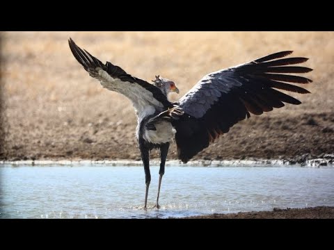 Kgalagadi Camping Winter 2022 Part 2: Driving north of Nossob, Polentswa and Lijersdraai