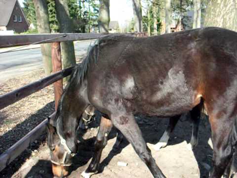 Jährlingstute v. Graf Top