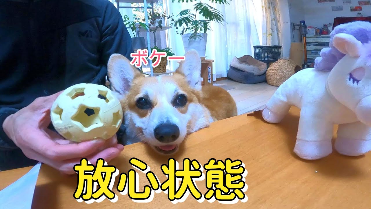 ドギボのおもちゃが楽しすぎてこうなりました