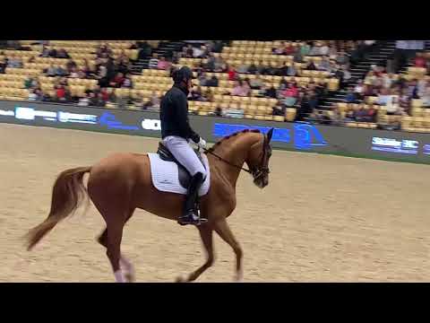 Unghestechampionat dressur testrytter - Straight Horse De Milla