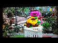 Barney Jungle Adventure Rabbits