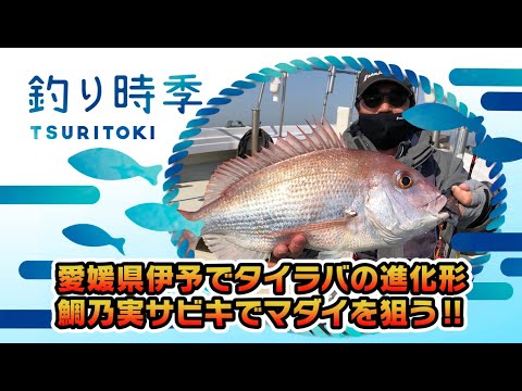 愛媛県伊予でタイラバの進化形！鯛乃実サビキでマダイを狙う！！（釣り時季/2021年5月9日放送）