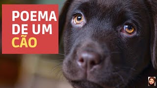 Poema de um co.  Uma histria de  (superao!)