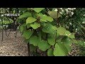 Comment planter un kiwi au jardin - actinidia ? - Truffaut