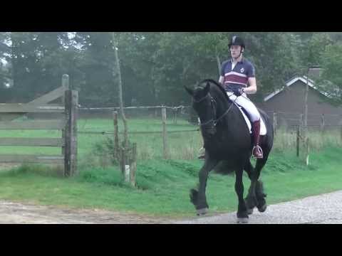 Leuke werkwillige friese ruin fijn te rijden