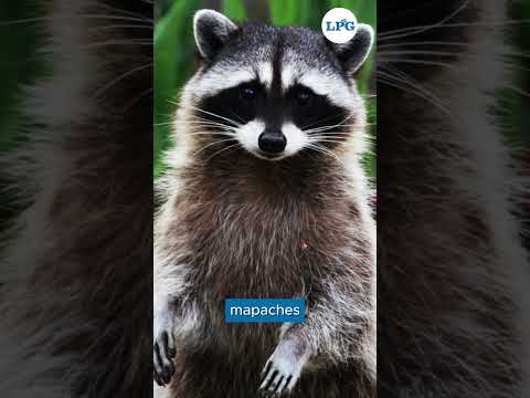 Short | La Cocina de Mamaruca: un atractivo turístico de San Esteban Catarina