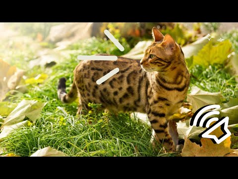 What a Bengal Cat Sound Like