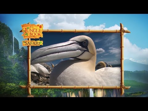 The Jungle Book Safari - Episode 25 -  Birds