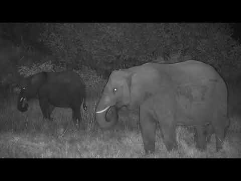 Djuma: Elephants including a wee one - 19:27 - 04/02/21
