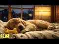 DOG TV Video Entertain With Music Help For Dogs Happy Relax When Home Alone Best Music For Dogs